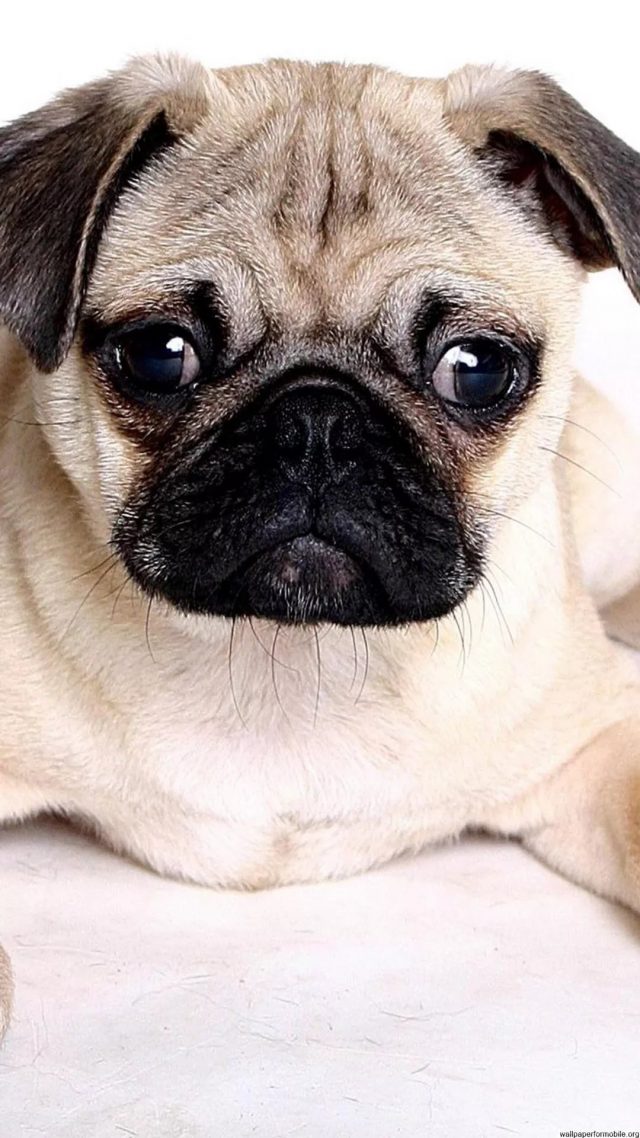 22 Pug iPhone Wallpapers - Wallpaperboat