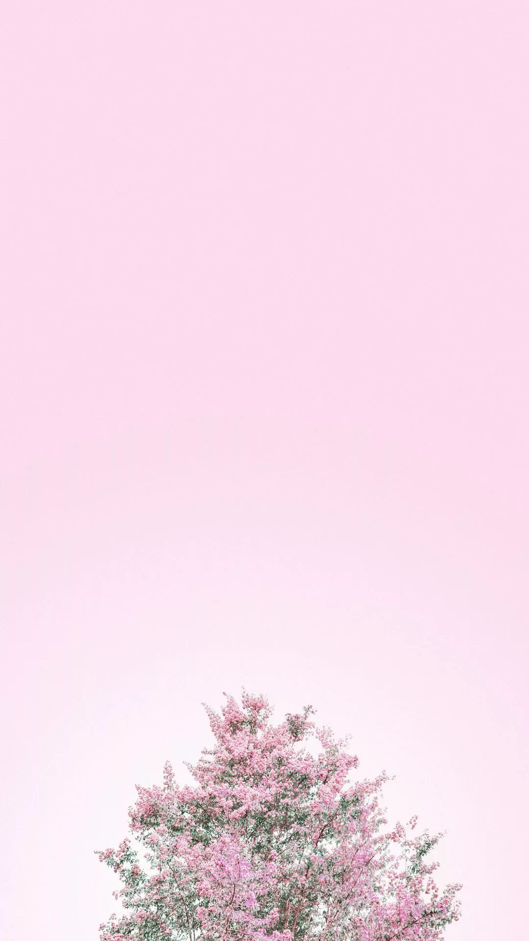 Solid Pink wallpaper for iPhone