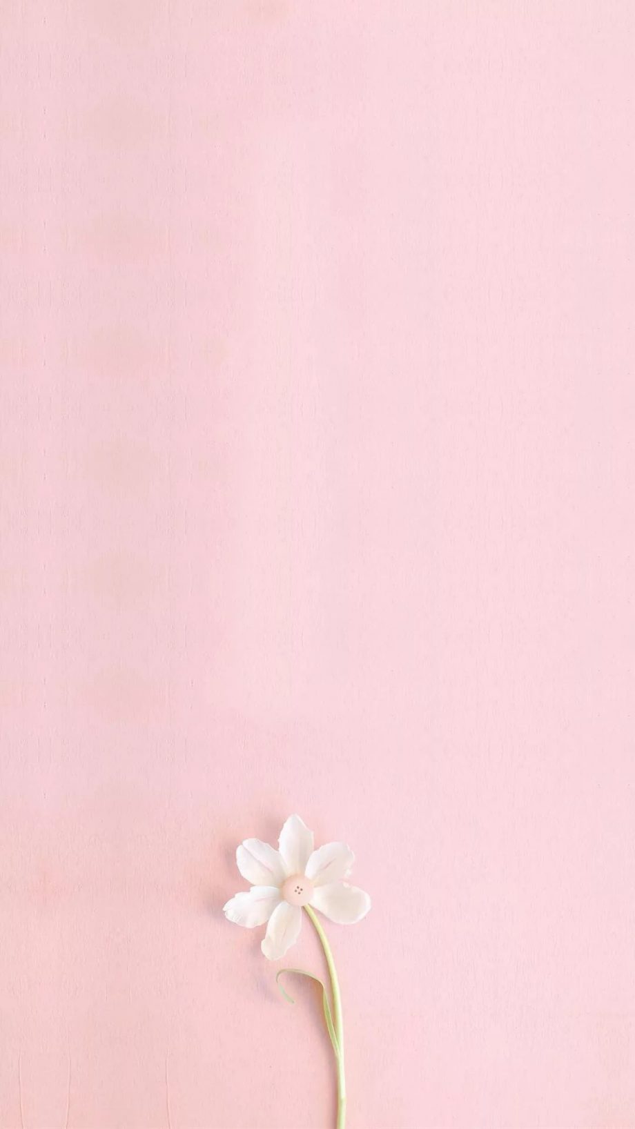 20 Solid Pink iPhone Wallpapers - Wallpaperboat