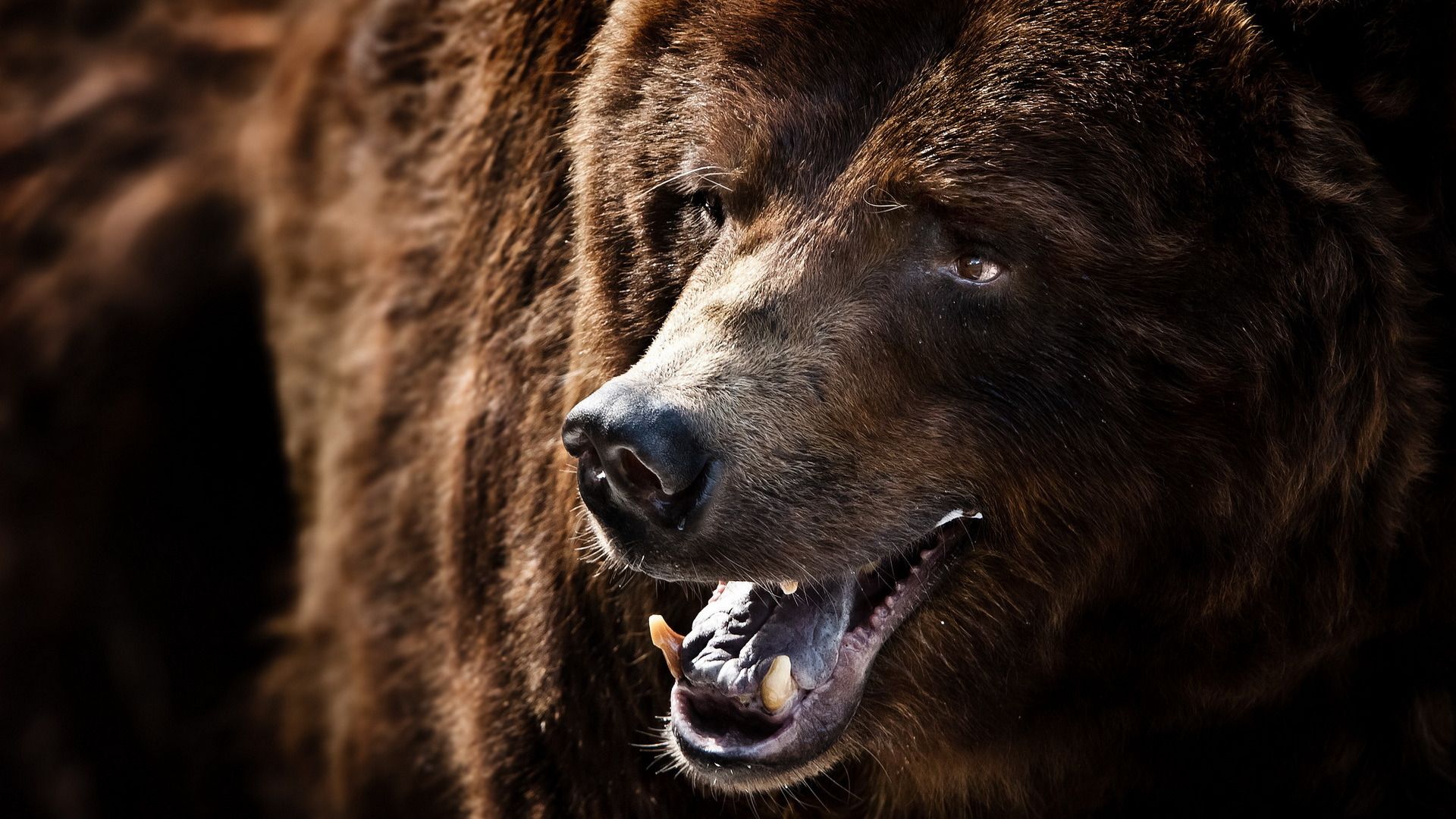 A Desktop Wallpaper Of Macro, Nature, Grizzly Bear 