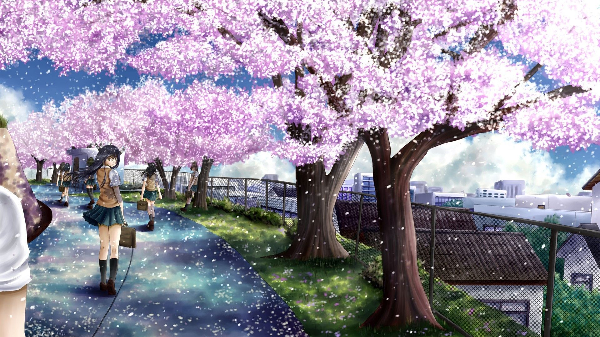 anime cherry blossoms wallpaper