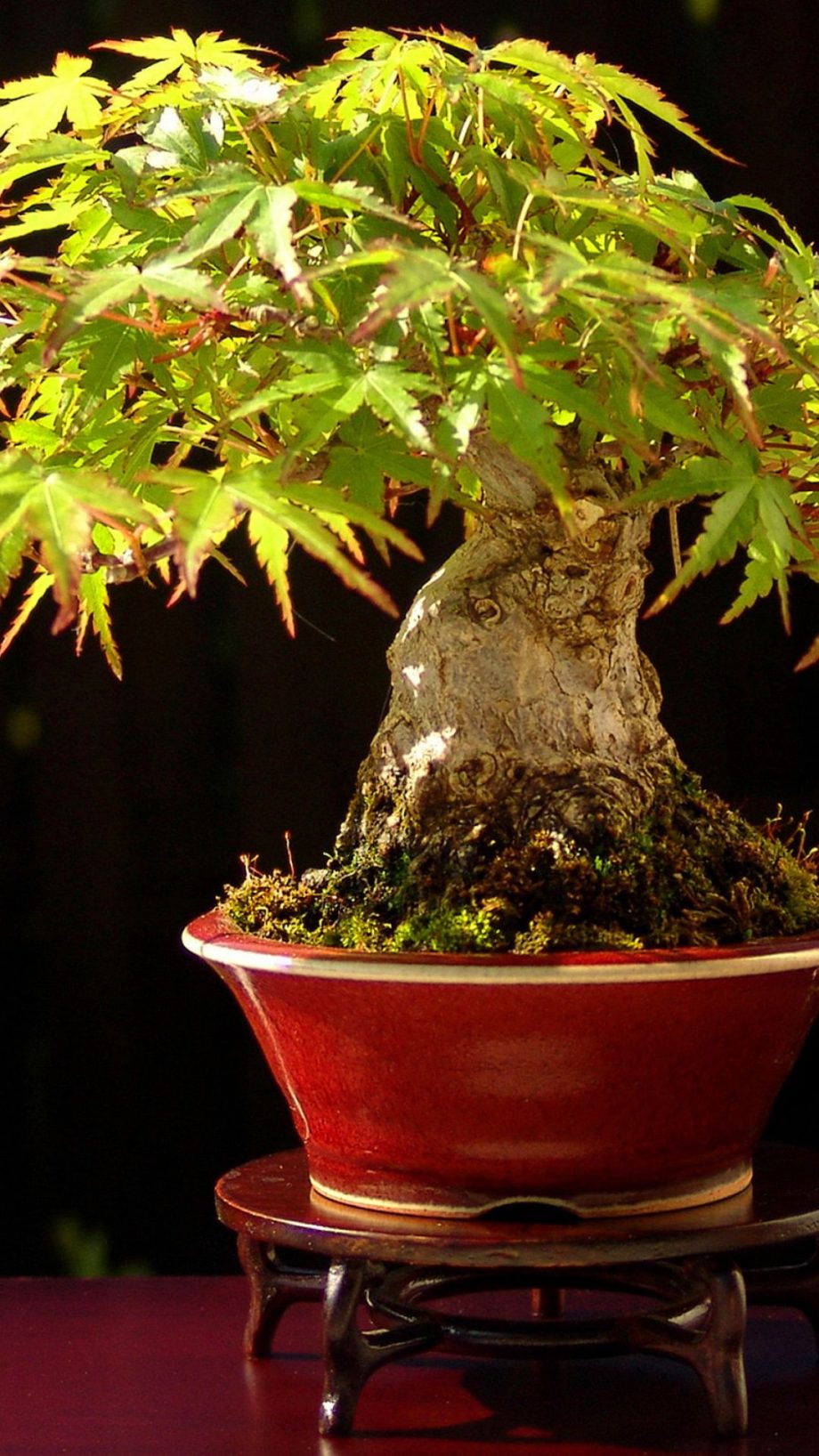 4 Bonsai Tree iPhone Wallpapers - Wallpaperboat