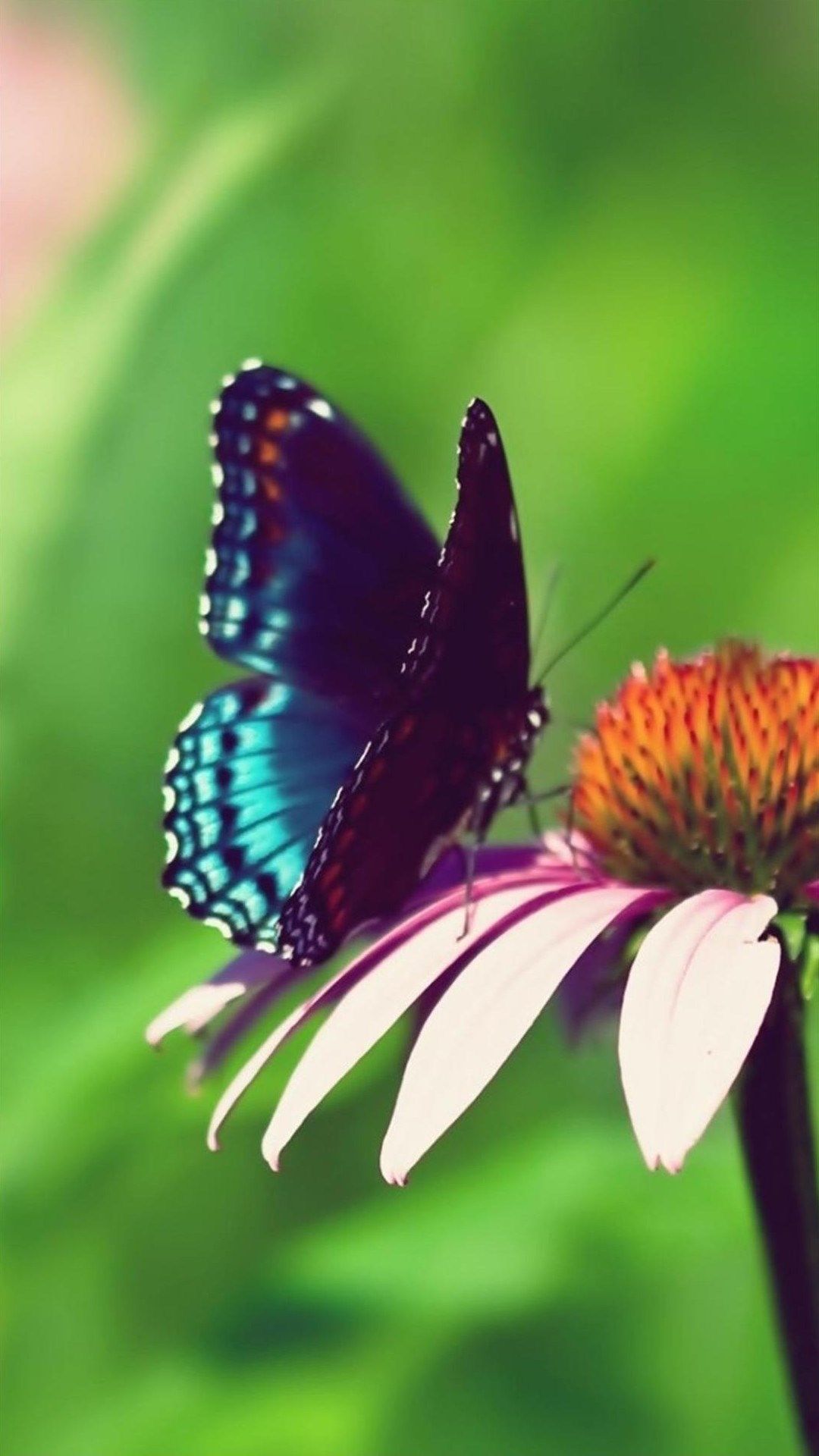 Butterfly Backgrounds For Android 