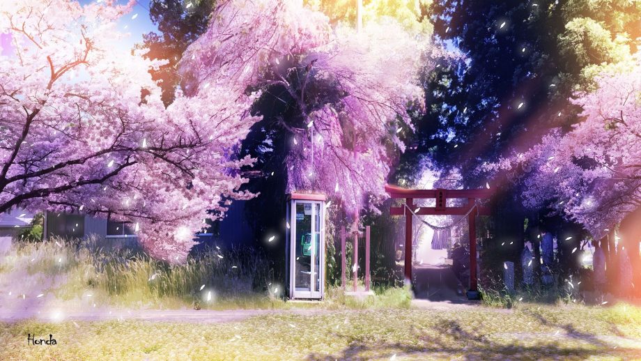 24 Anime Cherry Blossom Wallpapers - Wallpaperboat