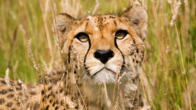 Animals, Grass, Wildlife, Cheetahs Wallpapers