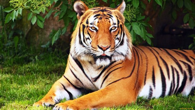 Animals, Tigers, Trees, Grass, Tiger, Red