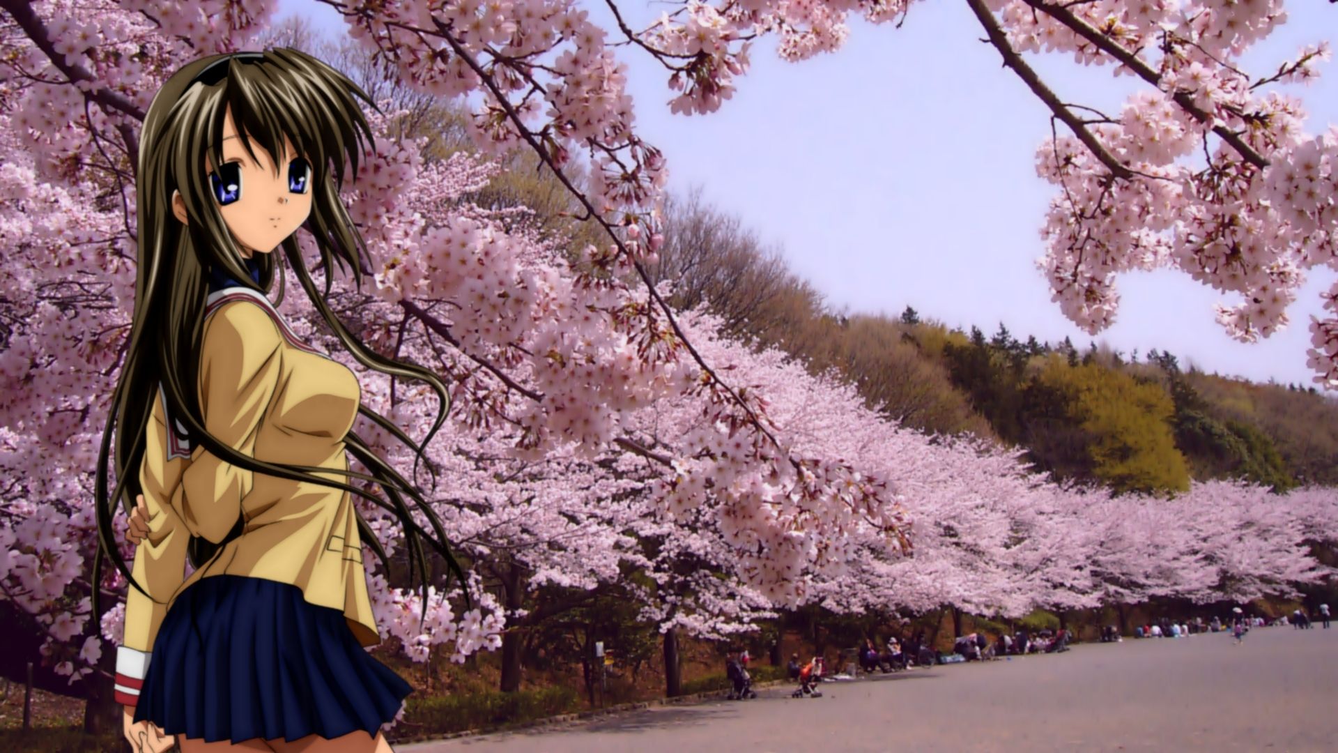 Cherry Blossoms Flowers Clannad Sakagami Tomoyo Anime Anime Girls Nature 