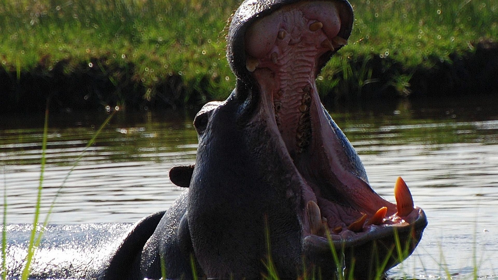 African Hippo Photo