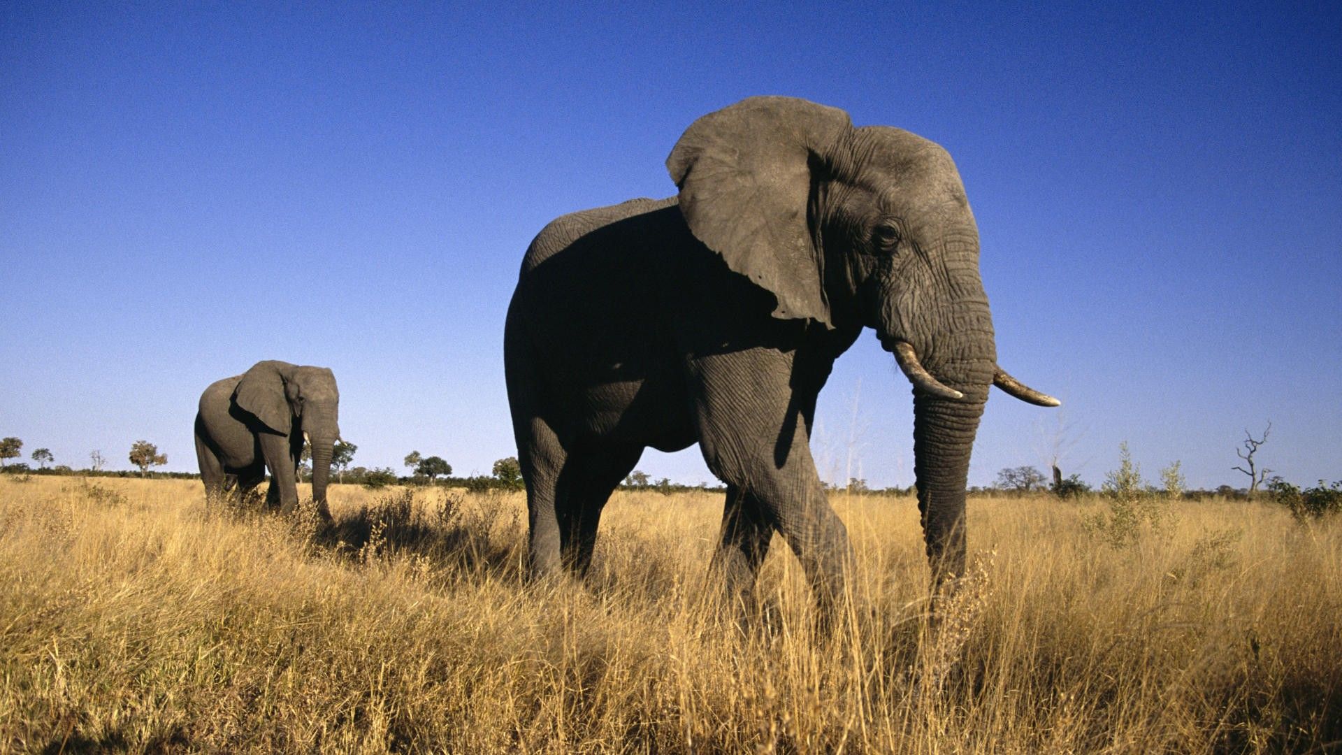African Elephant Photo