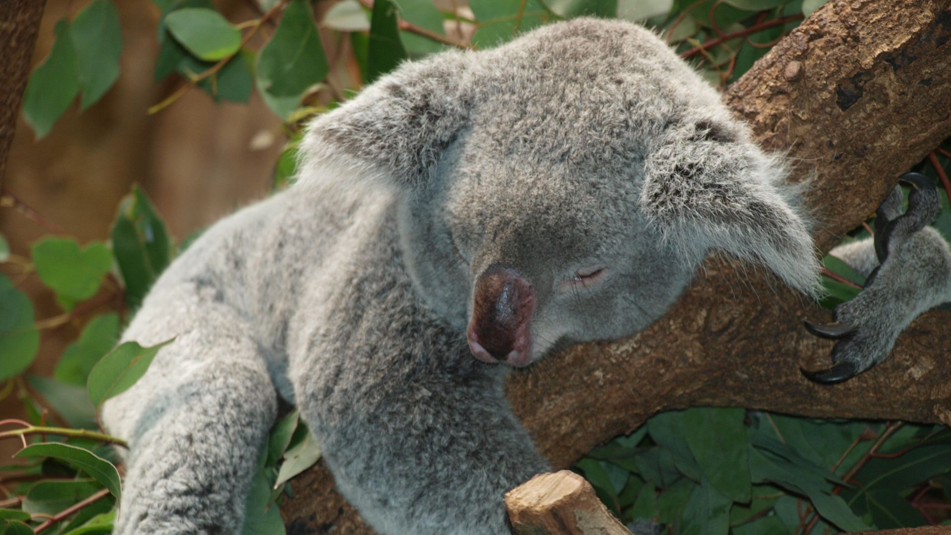 Australia Koala