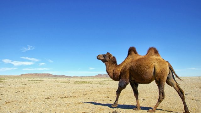 Bactrian Camel In The Desert