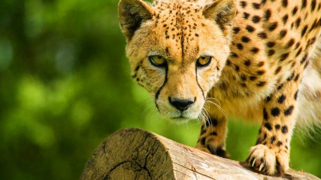 40 Cheetah Wallpapers - WallpaperBoat