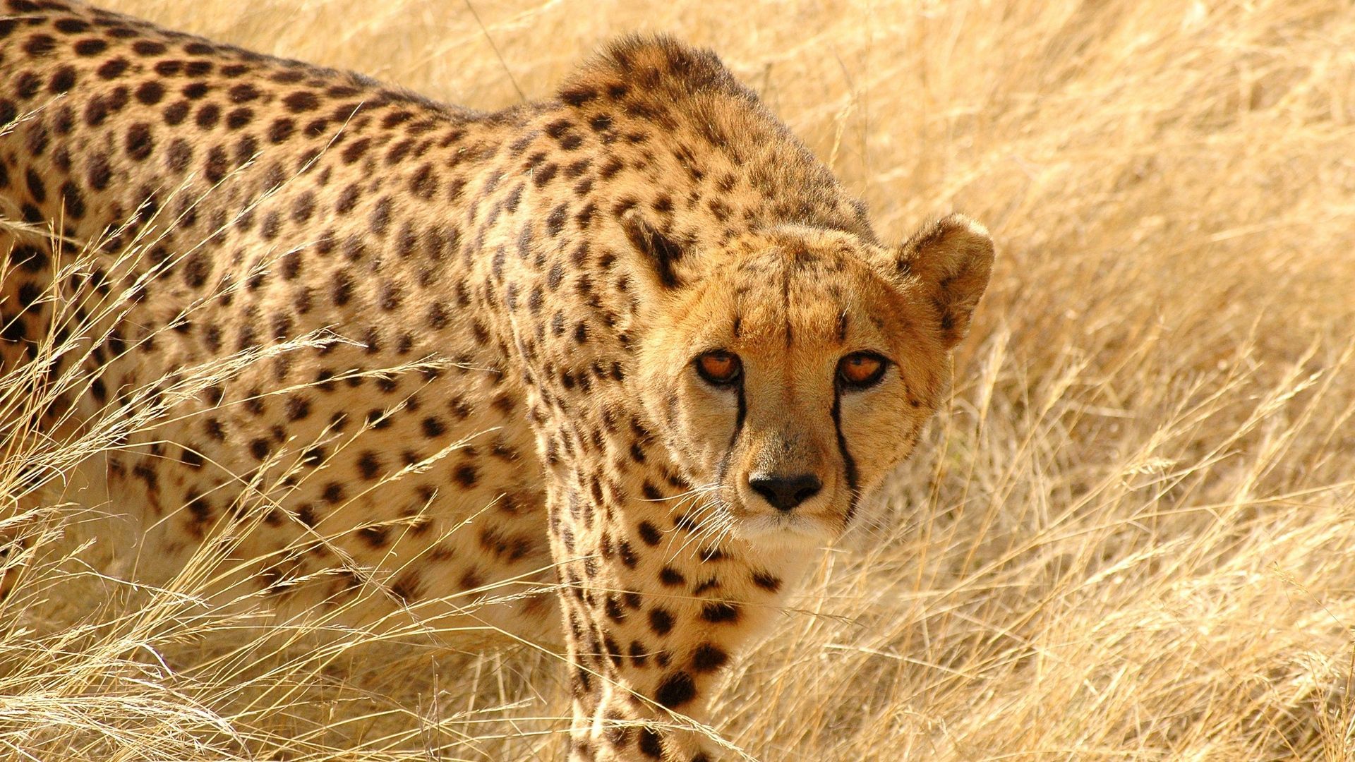 Cheetah In Africa