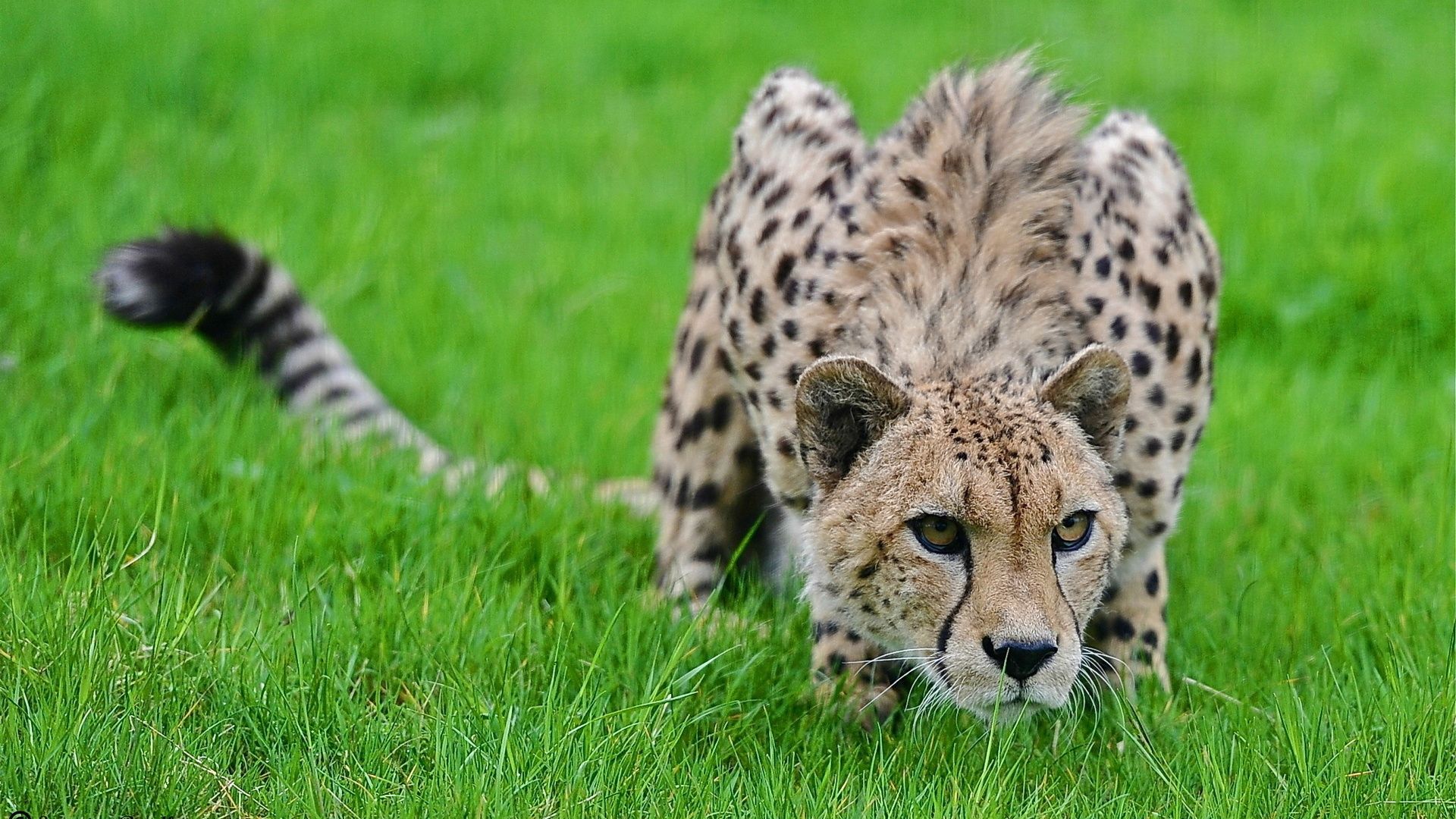Cheetah In The Grass