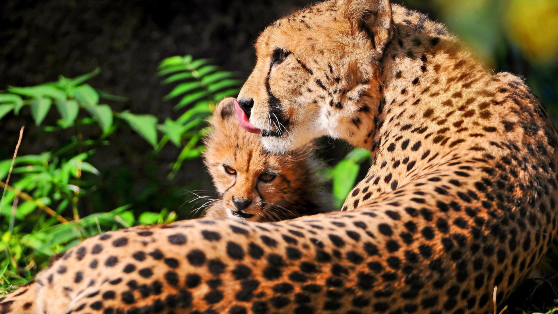 Cheetah With Cubs Photo