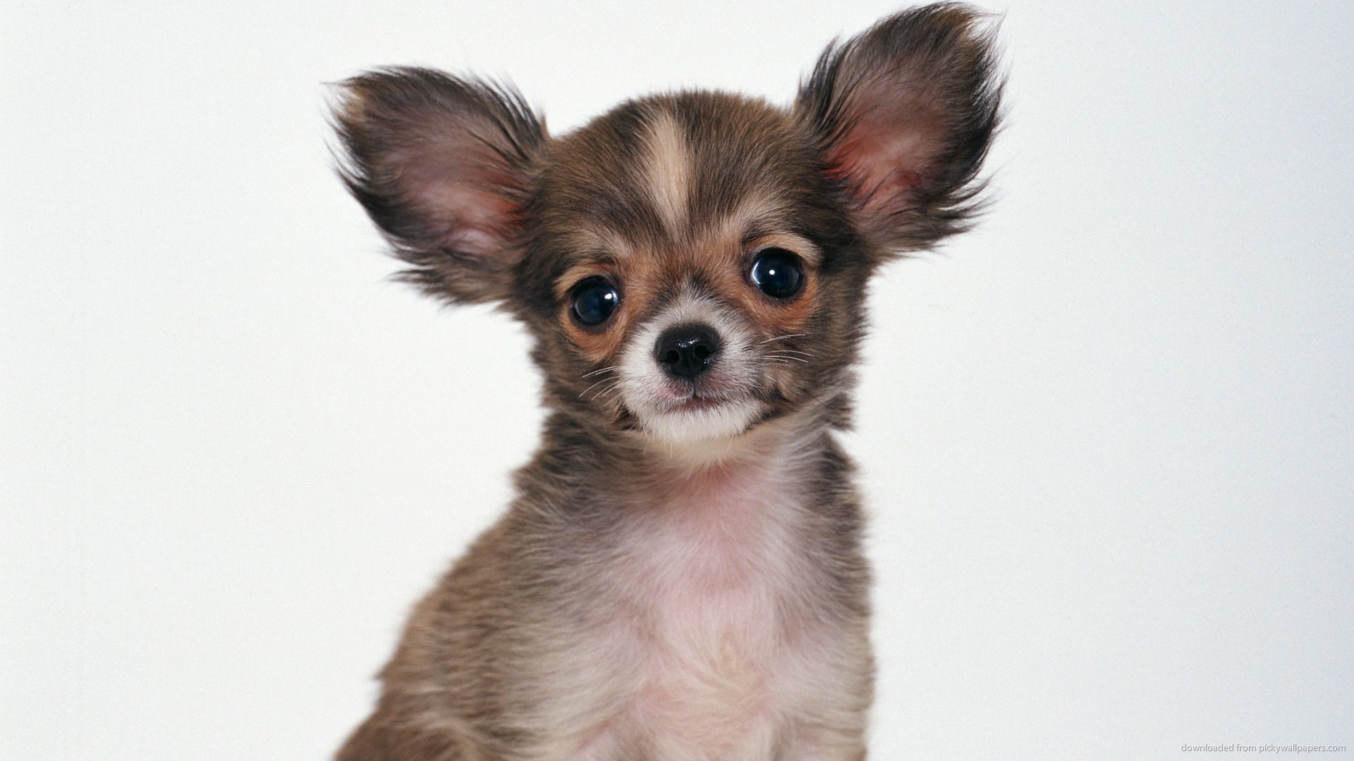 Chihuahua Dog Photo