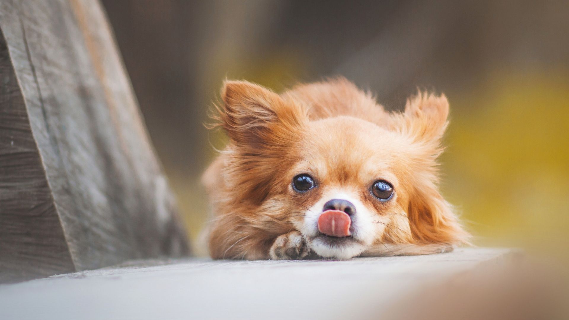 Chihuahua Muzzle