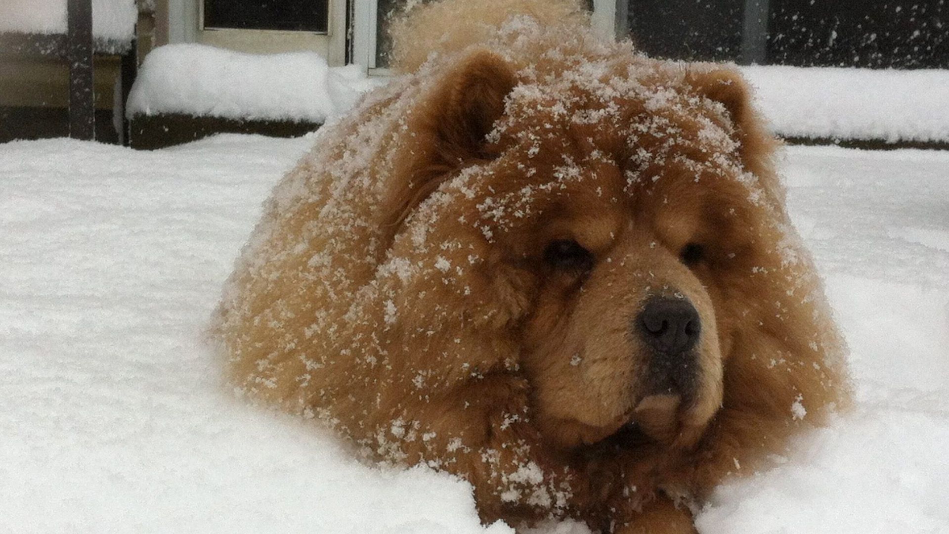Chow Chow Winter