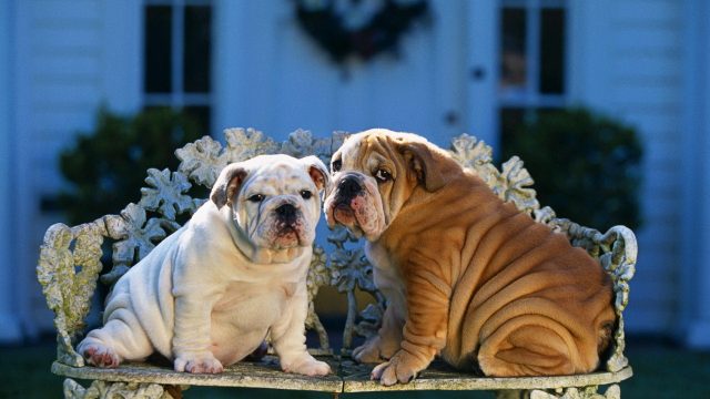 English Bulldog Pictures Puppies