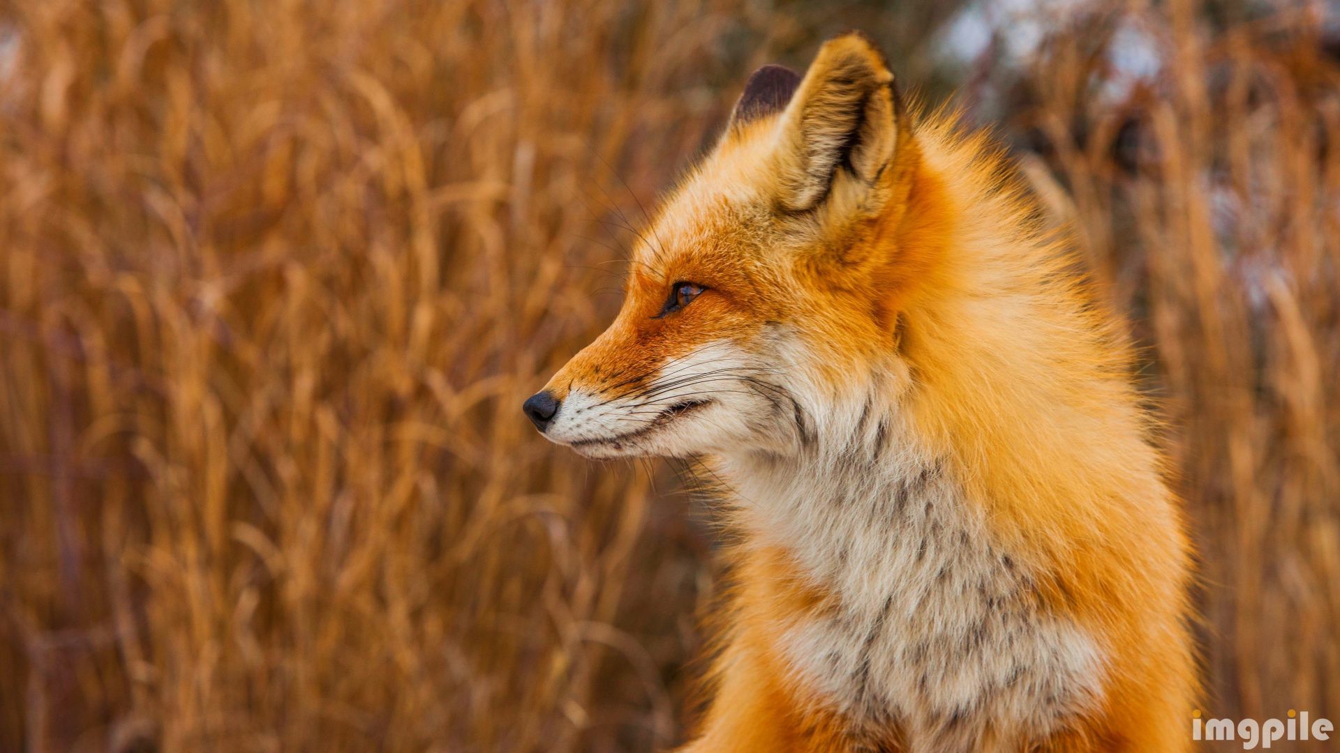 Fox In Profile