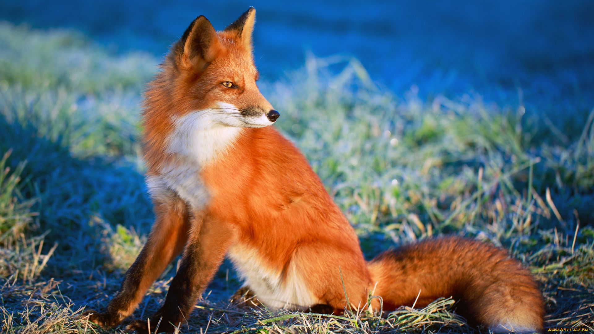 Fox Red Ordinary