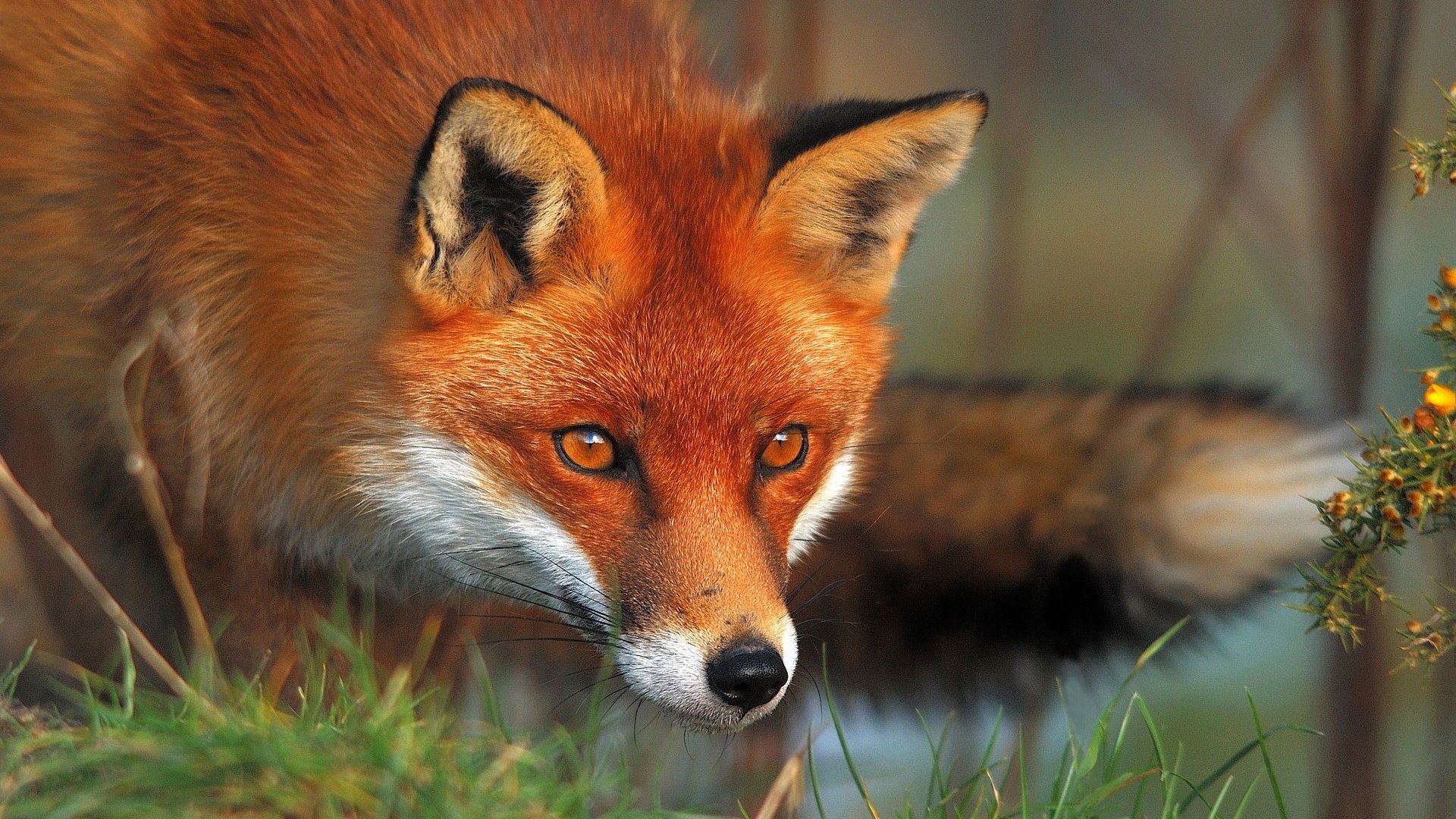 Fox Red