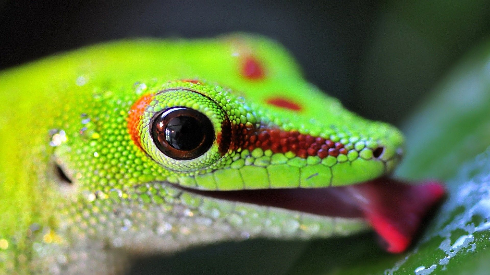 Gecko Phelsuma