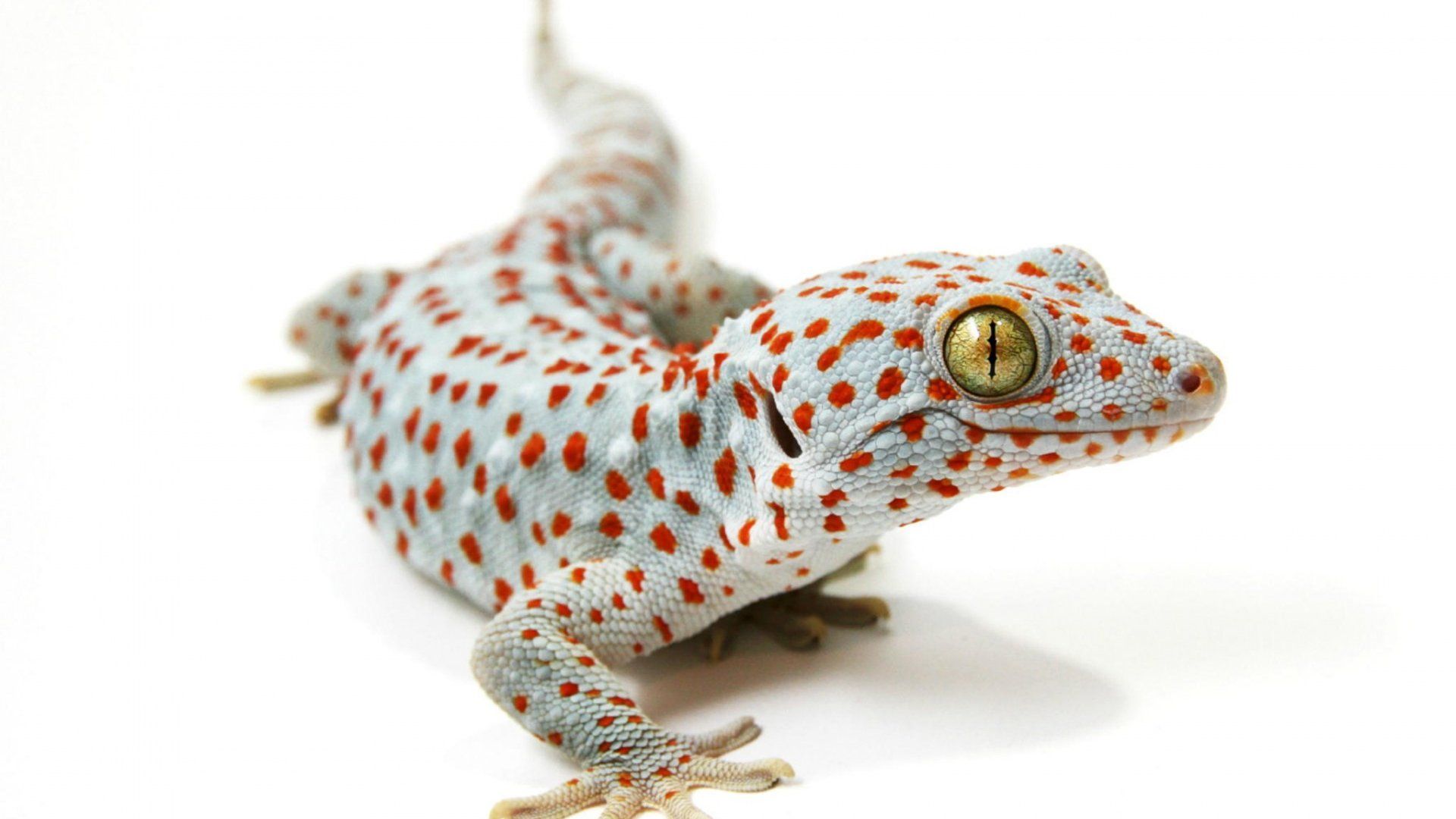 Gecko Toy