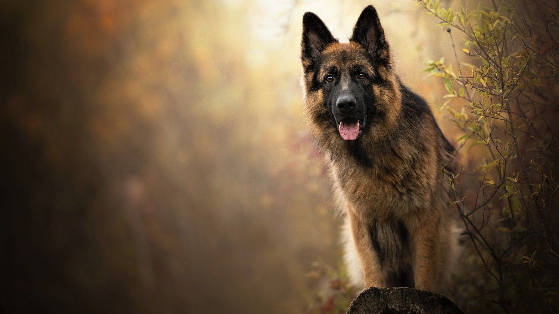 German Shepherd Dog On Your Desktop