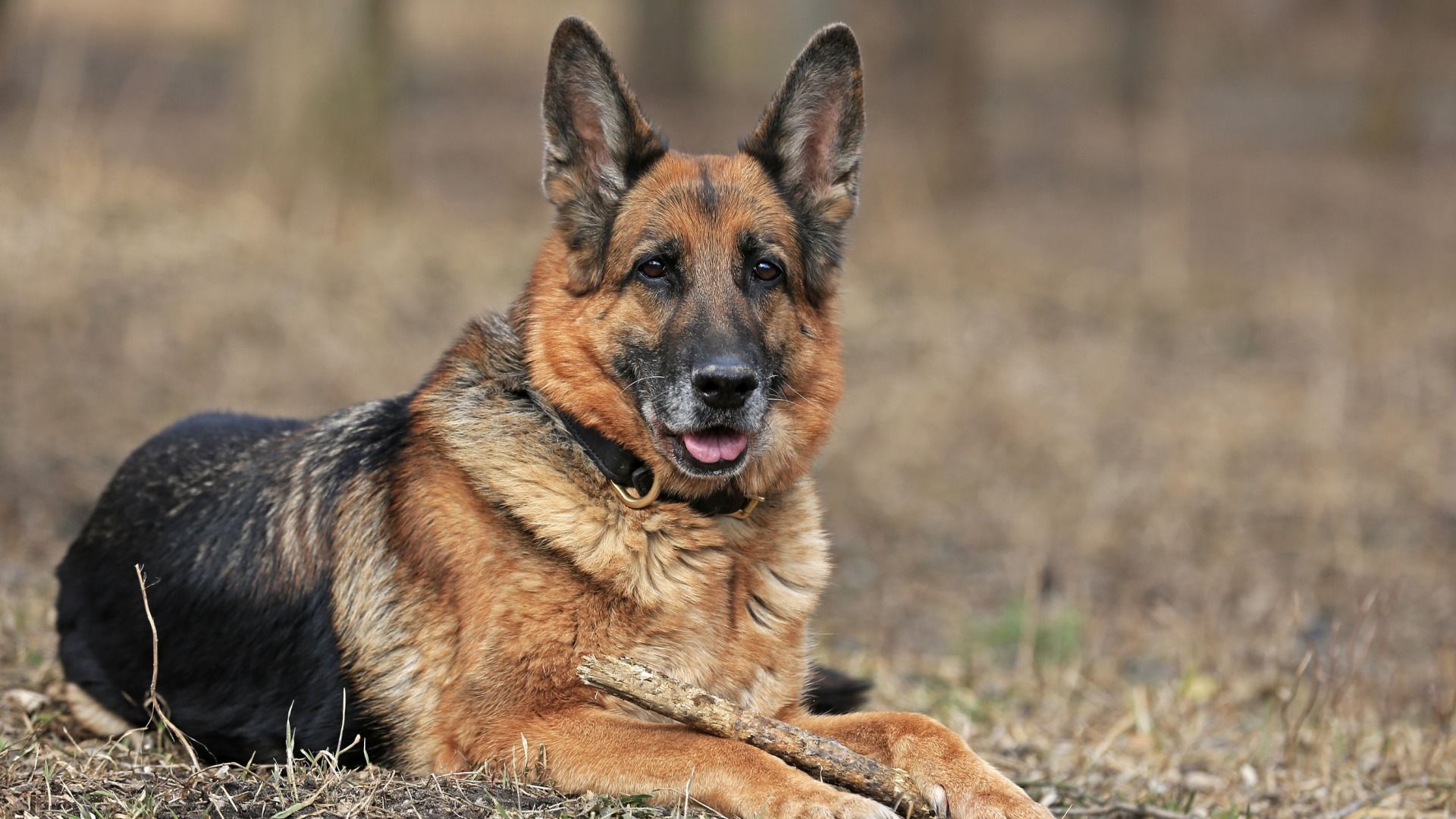 German Shepherd Dog Portrait Photo