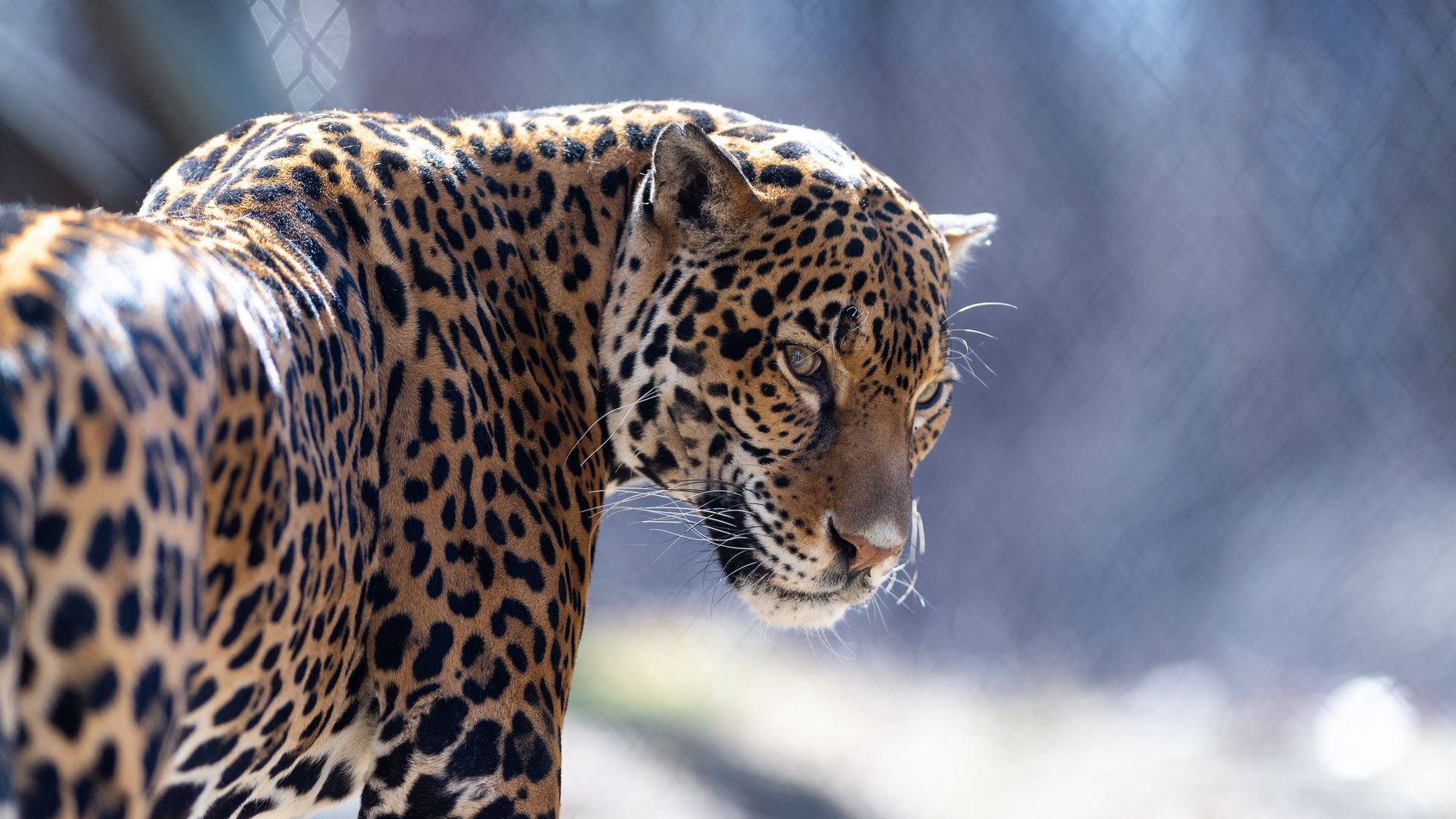 Jaguar Animal Pictures