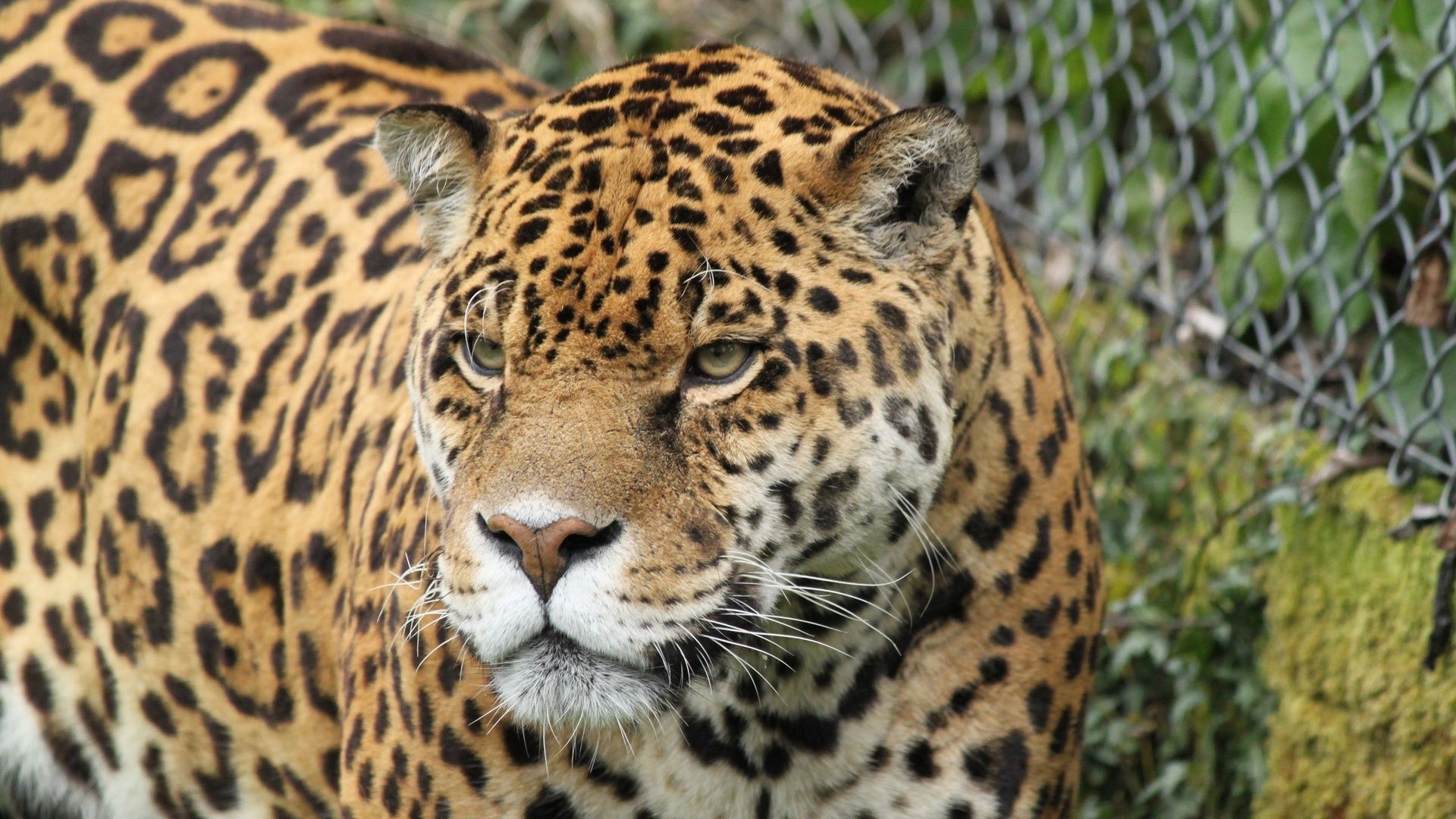 Jaguar Photos Animal