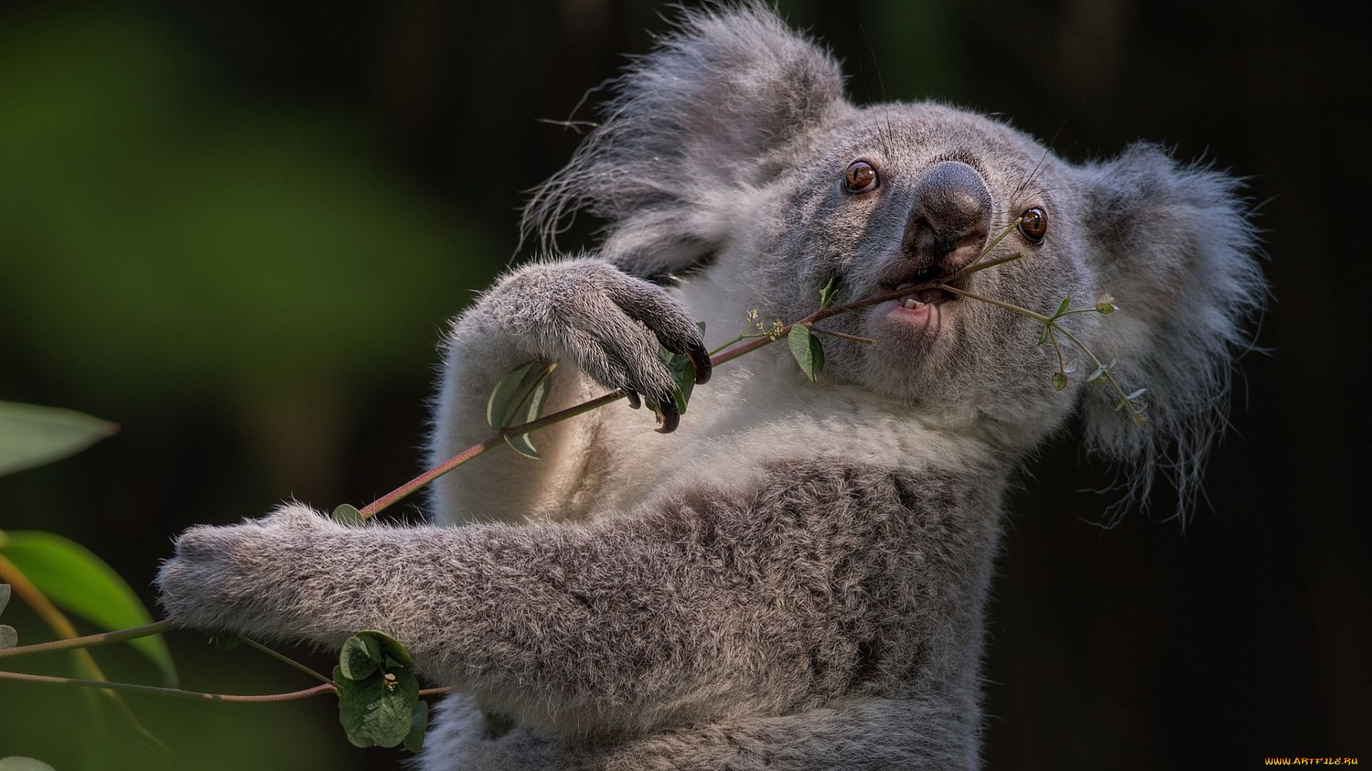 Koala Interesting Photo