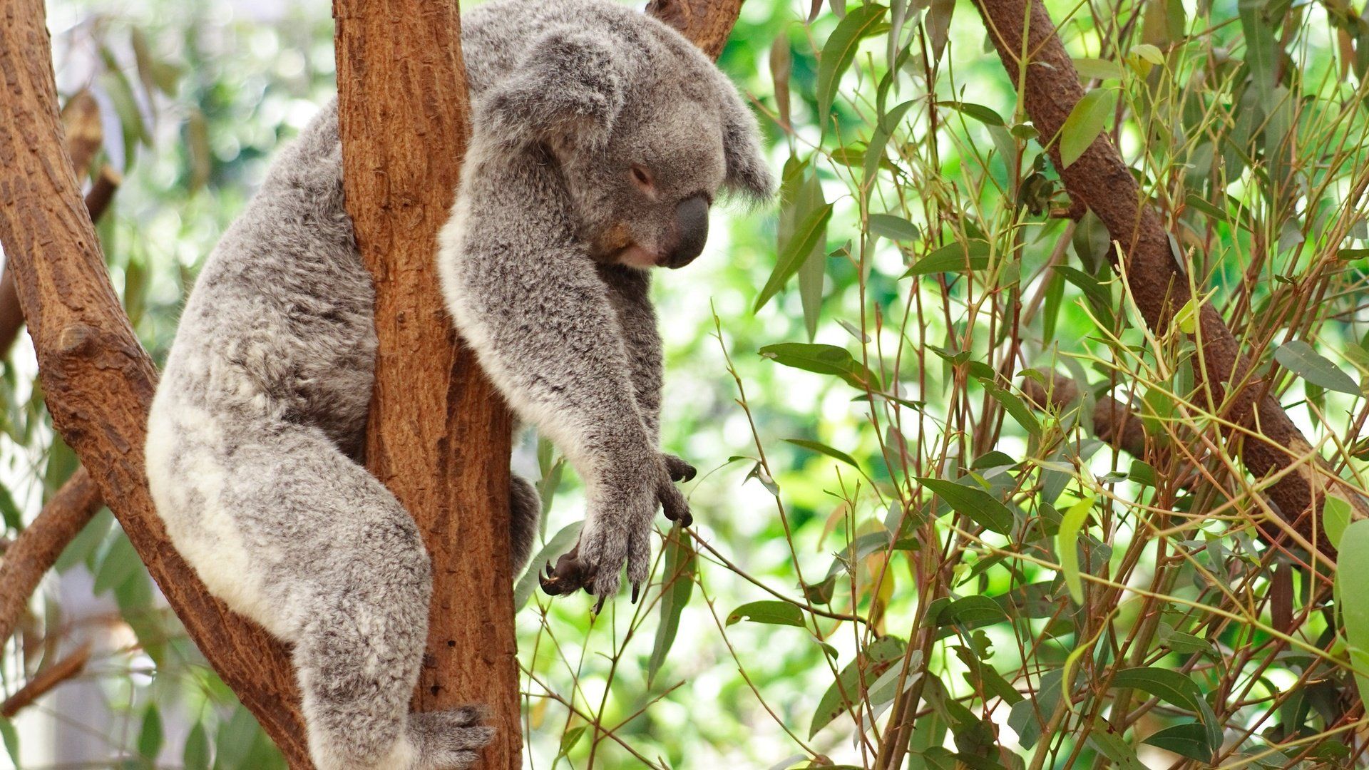 Koala On Eucalyptus