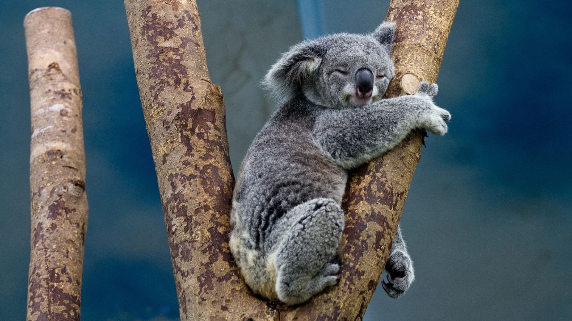 Koala On The Tree