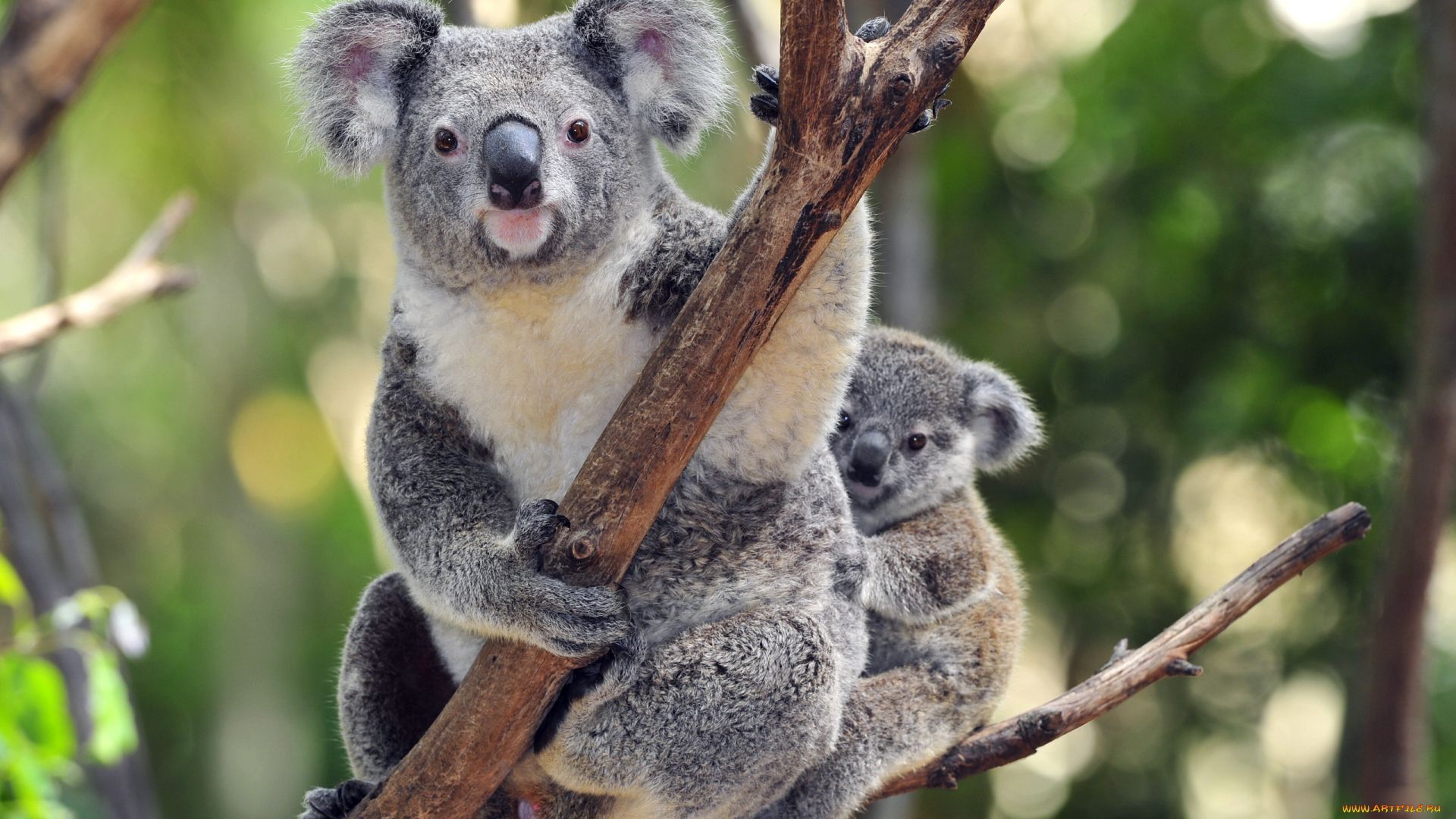 Koala Photo