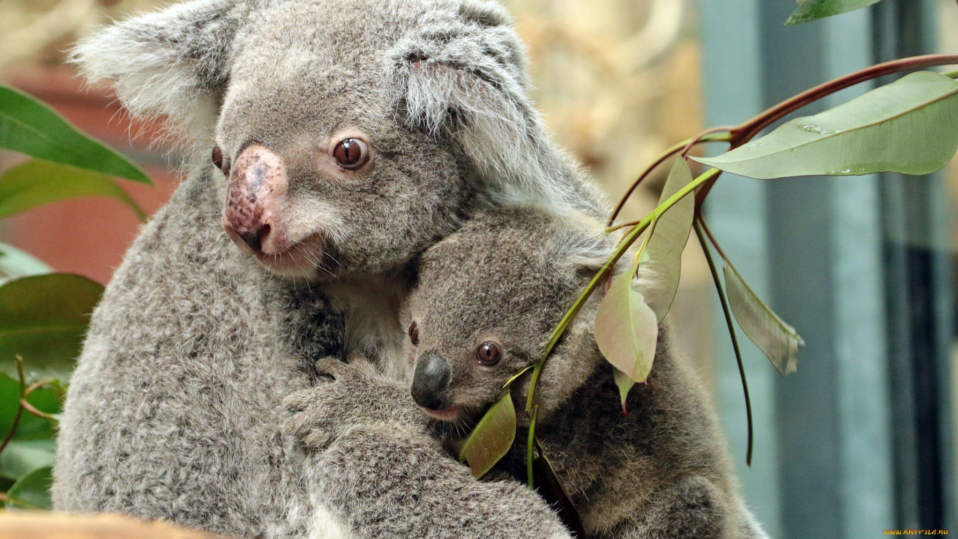 Koala Photo