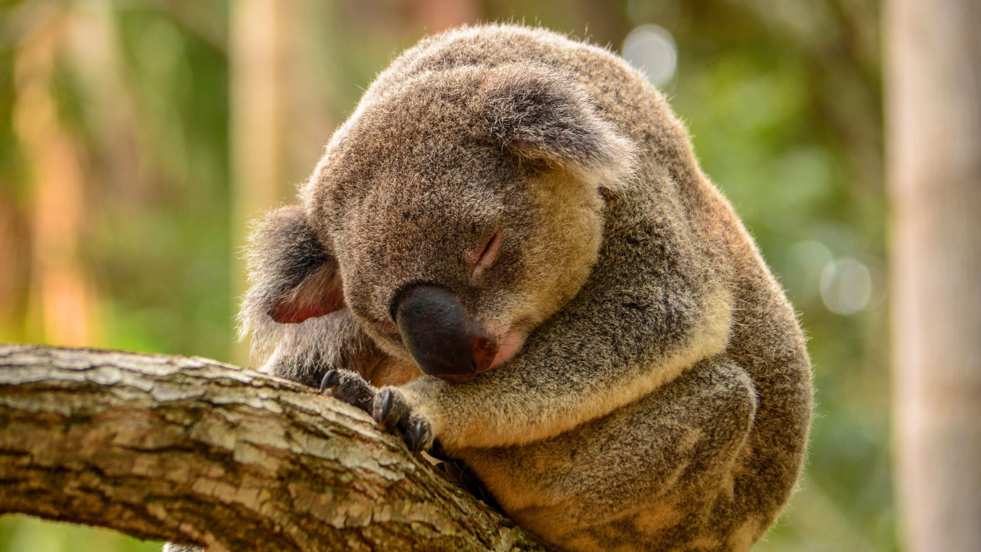 Koala Sleeping On A Tree
