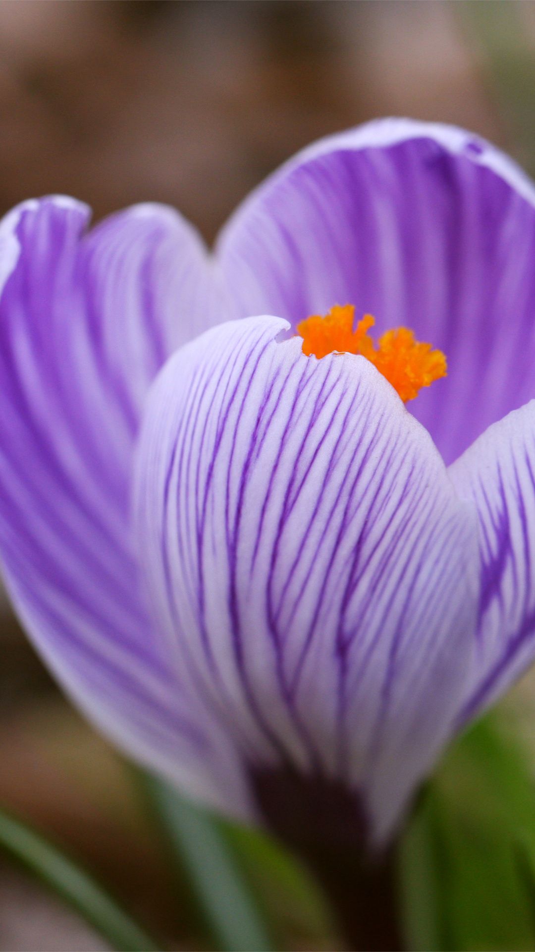 Krokus Flower Photo