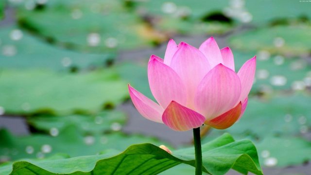 25 Lotus Lake Wallpapers - Wallpaperboat