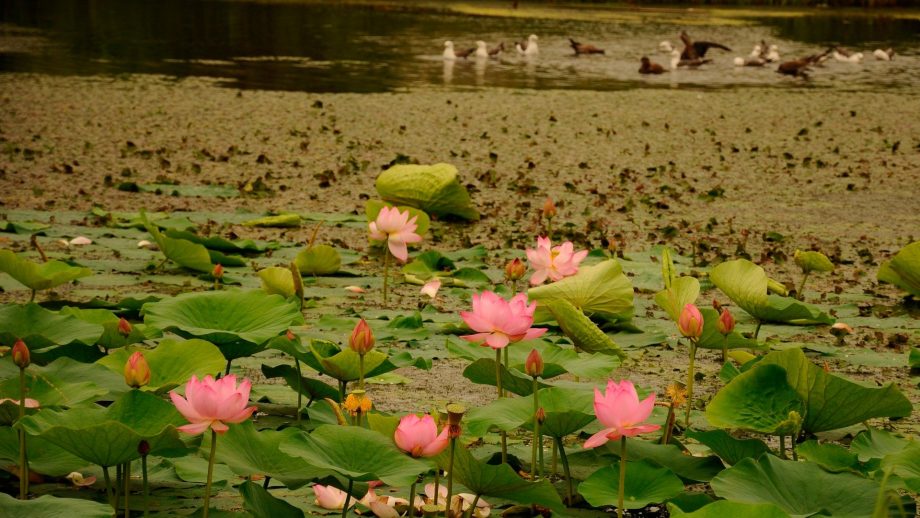 25 Lotus Lake Wallpapers - Wallpaperboat