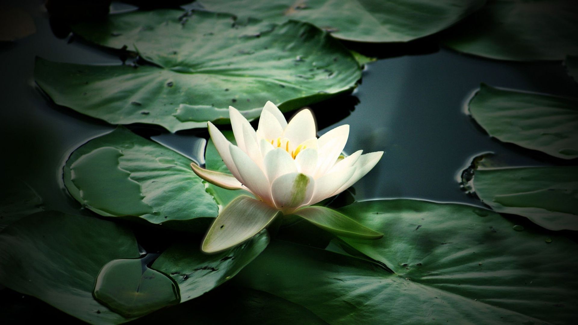 Lotus Photo