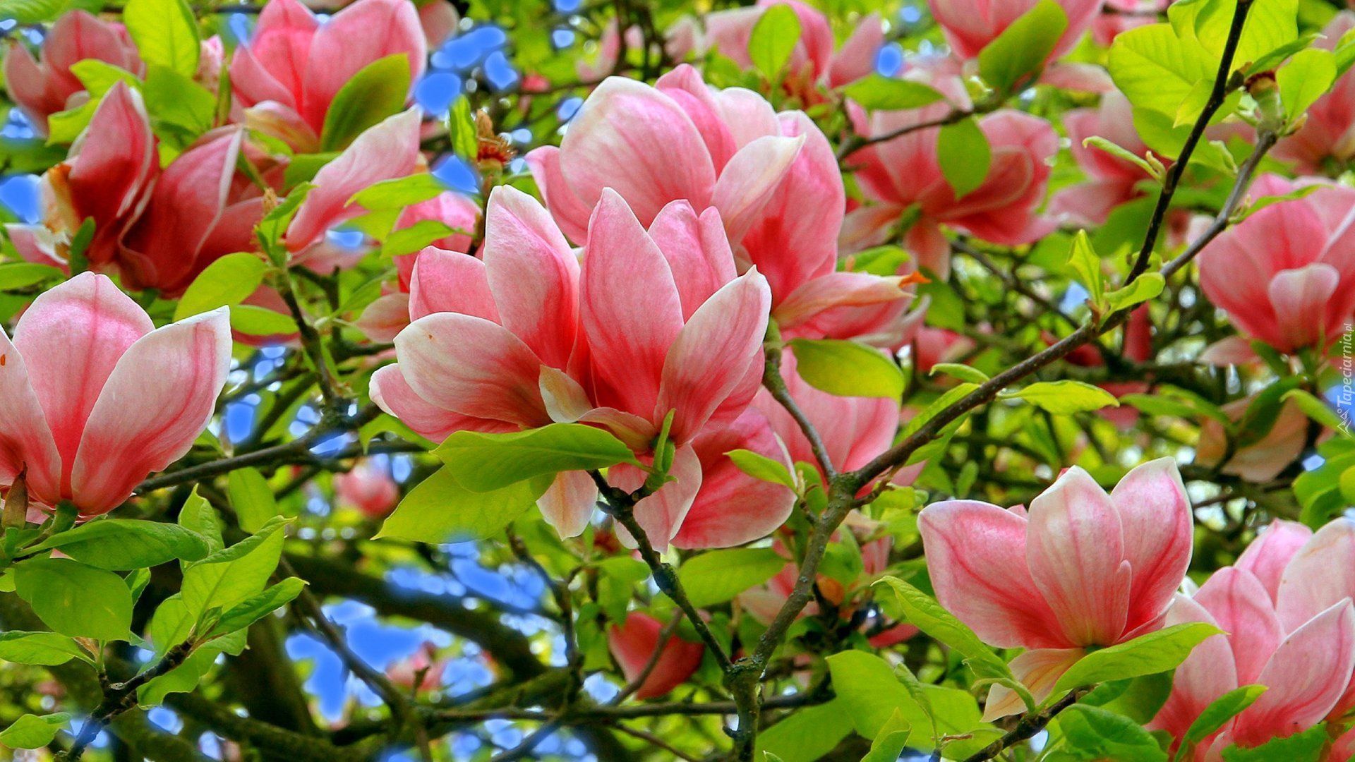 Magnolia Flower 1