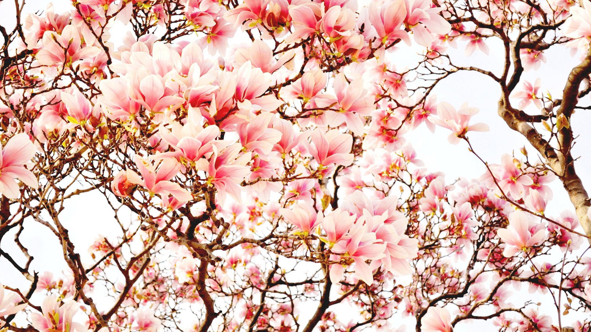 Magnolia High Resolution Backgrounds
