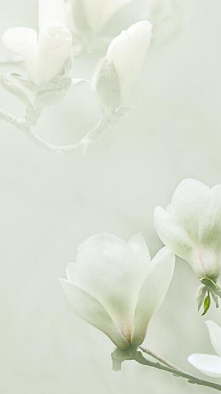 24 Magnolia Flowers Mobile Wallpapers - Wallpaperboat