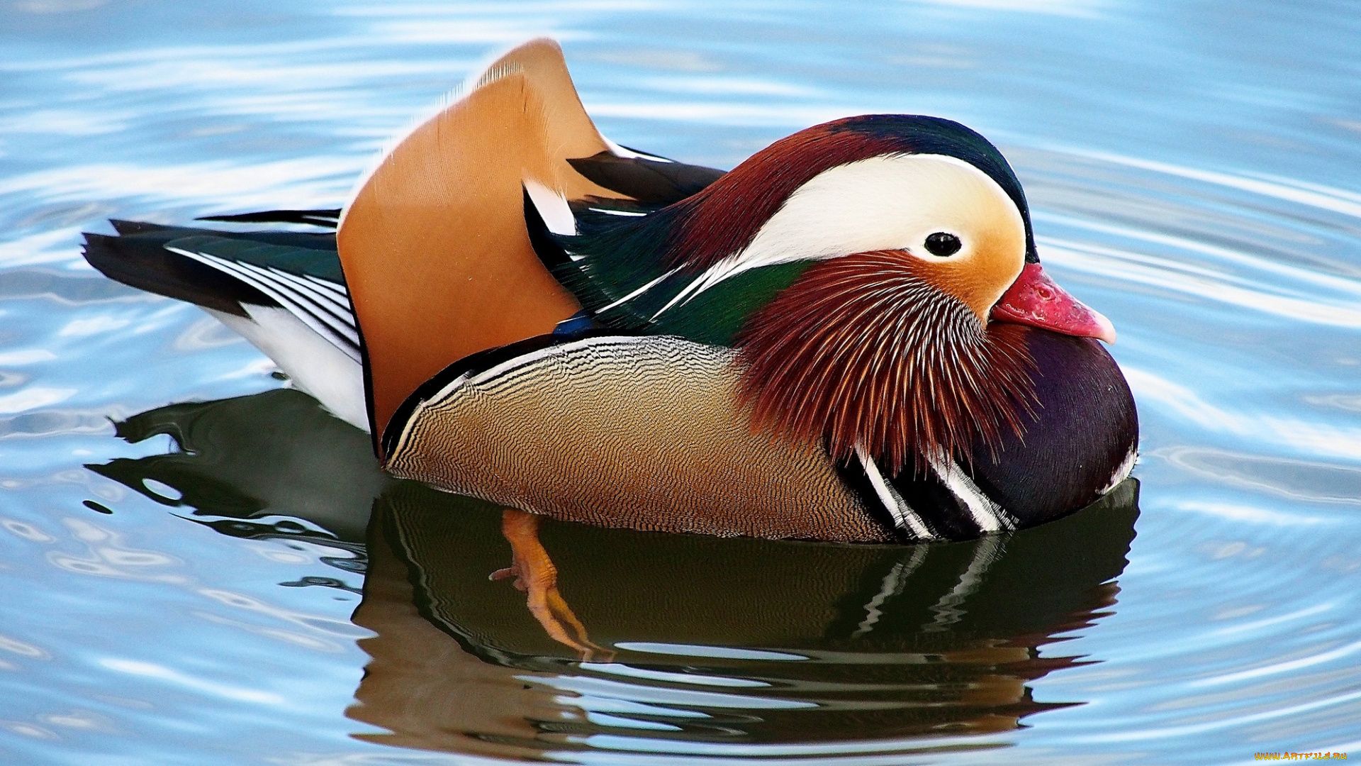 Mandarin Duck Bird
