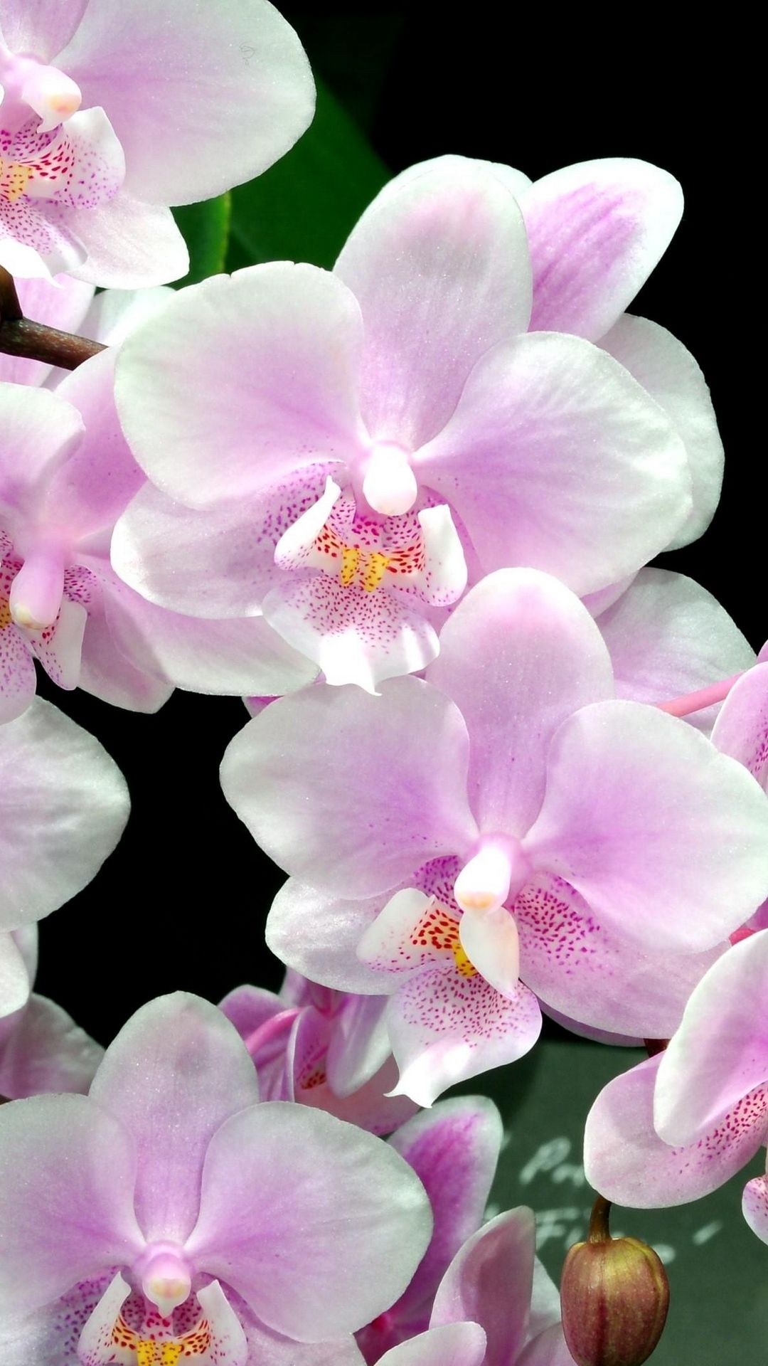 Orchid On A Black Background Photo