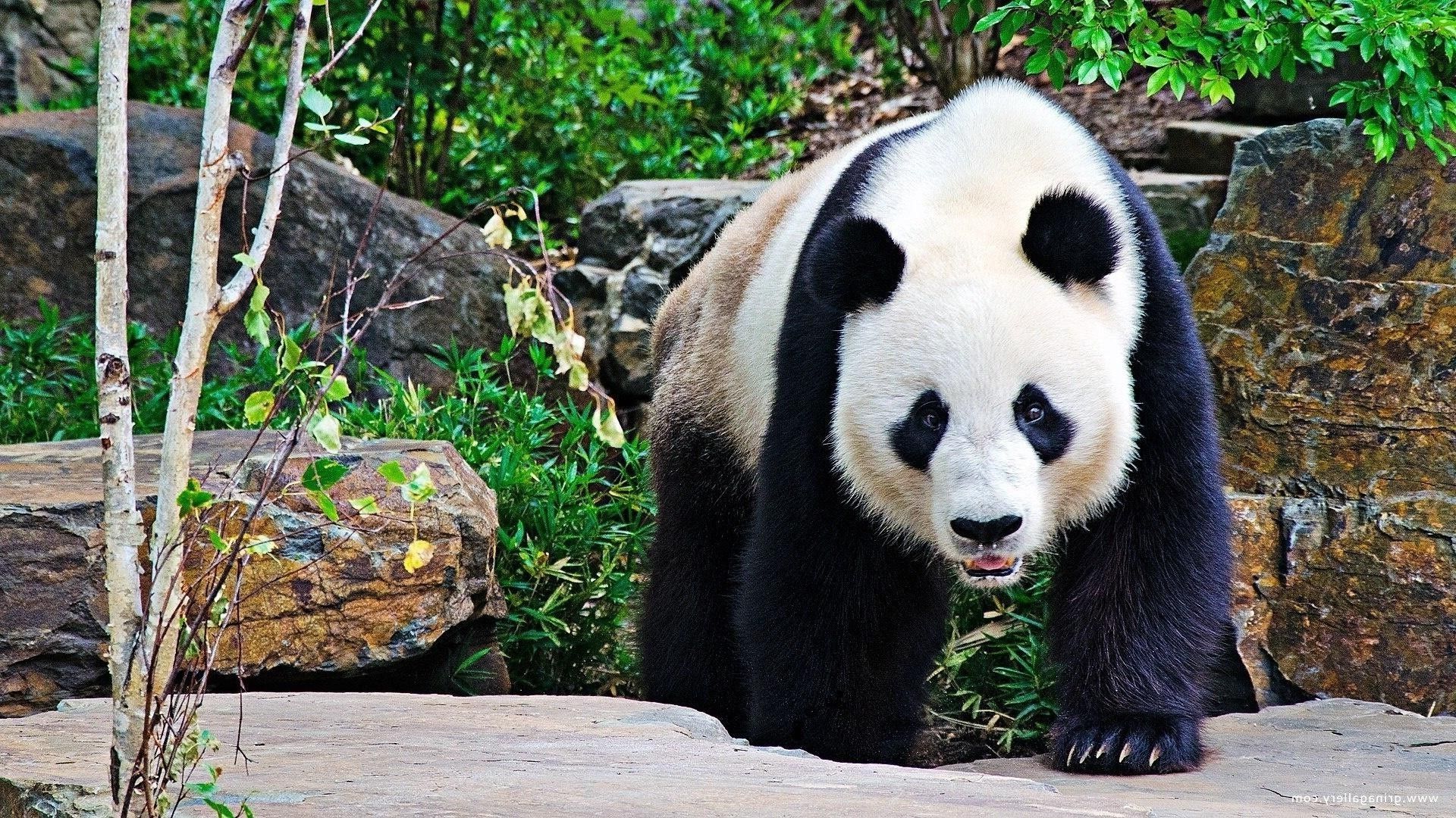 Panda Bear Photo