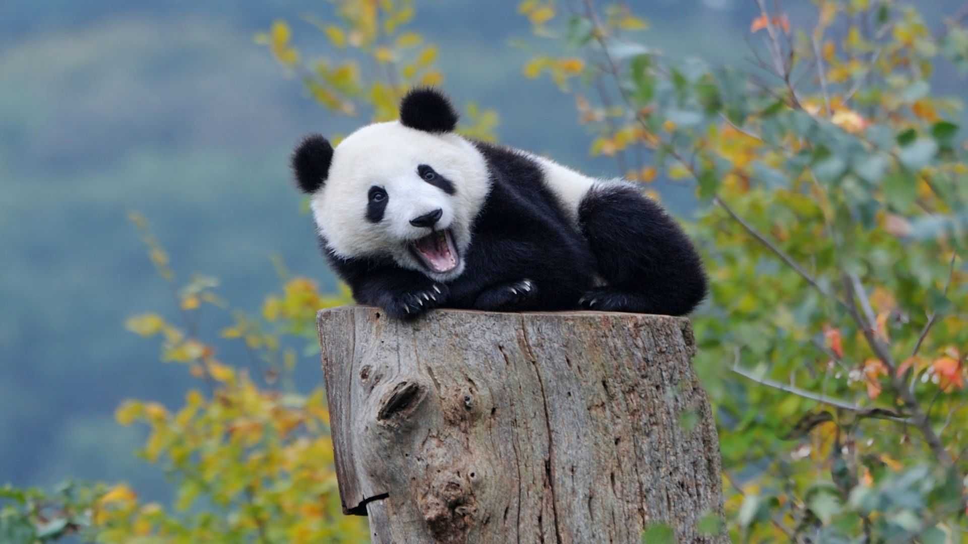 Panda Bear Photo