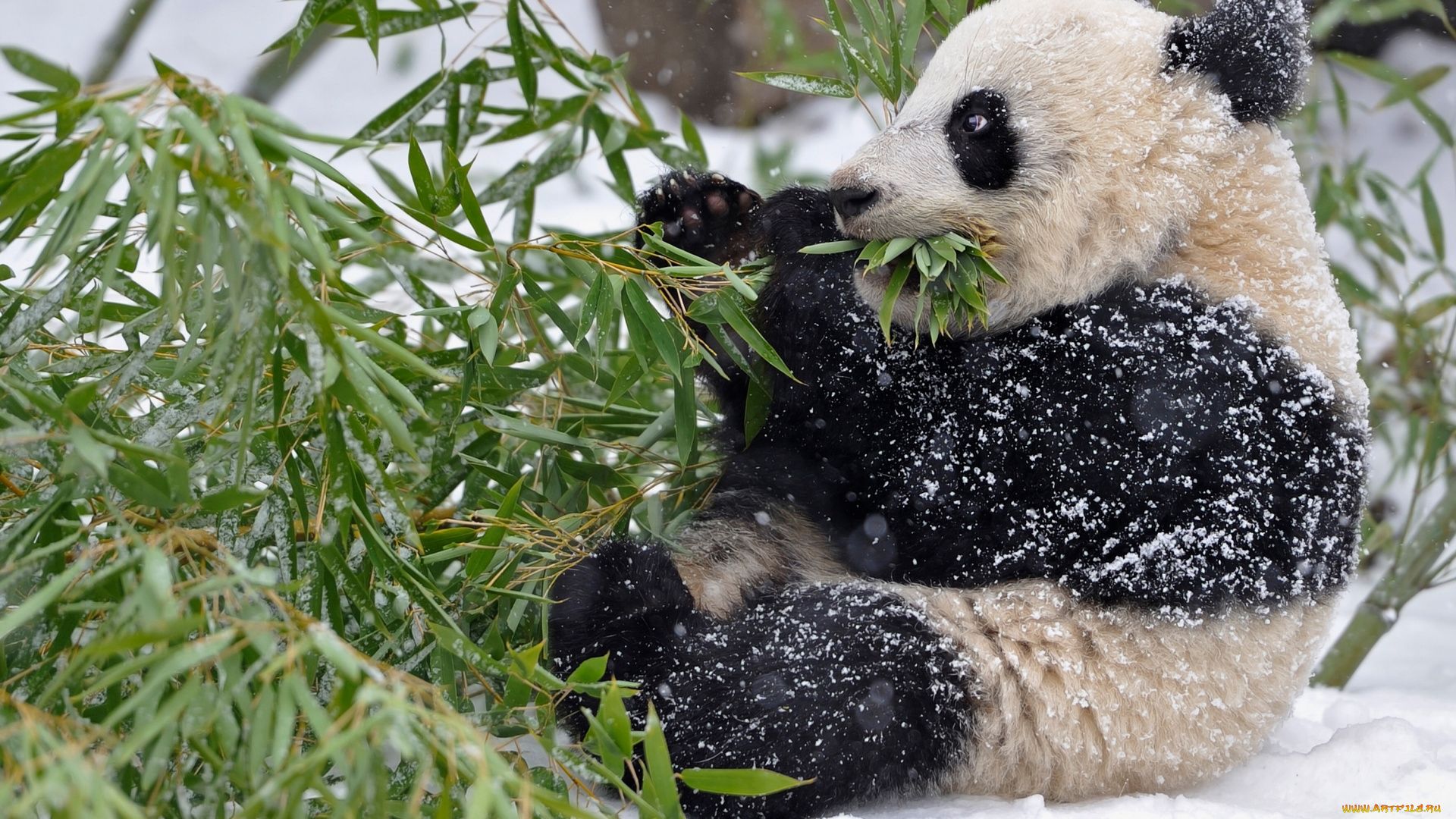 Panda In The Snow